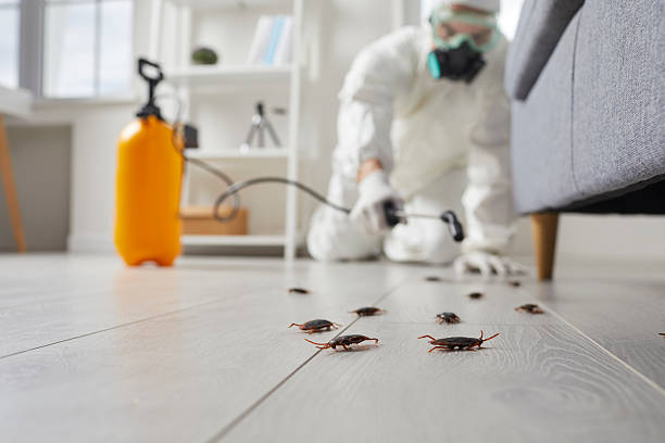 Commercial Kitchen Cockroach Control in Bethel